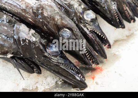 Schwarzer Degenfisch - Aphanopus carbo, auf Eis auf dem Funchal Fischmarkt. Stockfoto