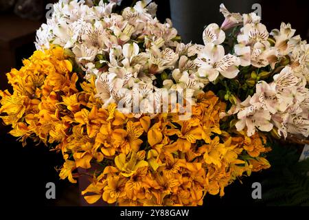 Orange-weiße Alstroemerien vor dunklem Hintergrund auf dem Bauernmarkt in Funchal; Madeira. Stockfoto