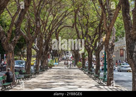 Die Leute laufen durch die breite Fußgängerzone Avenida Arriaga, umgeben von hohen Bäumen im Zentrum von Funchal. Stockfoto