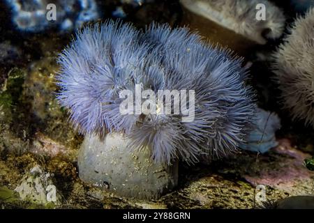 Kurze Plumose Amemone, Metridium dianthus, in der Bremerton Marina, Bremerton, Washington State, USA Stockfoto