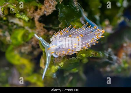 Die dickhornte Nacktschnecke Hermissenda crassicornis in der Bremerton Marina, Bremerton, Washington State, USA Stockfoto