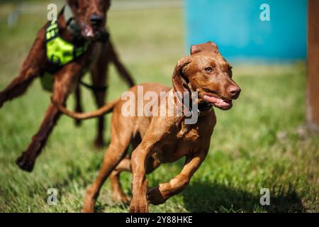 Ungarischer vizsla Pointer Jagdhund, der draußen läuft. Hunde spielen zusammen Stockfoto