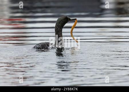 Pelagischer Kormoran mit Saddleback Gunnel in Bill, Bremerton Marina, Bremerton, Washington State, USA Stockfoto