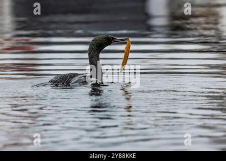 Pelagischer Kormoran mit Saddleback Gunnel in Bill, Bremerton Marina, Bremerton, Washington State, USA Stockfoto