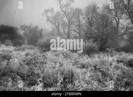 Hoar Frost auf Littleworth Common -- aufgenommen auf Littleworth Common, zwischen Esher und Claygate. In der vergangenen Woche gab es einige markante Raureifeffekte, da der Novembernebel am Morgen abgehauen ist. Januar 1938. Stockfoto