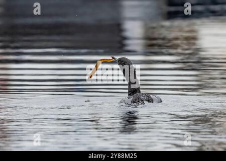 Pelagischer Kormoran mit Saddleback Gunnel in Bill, Bremerton Marina, Bremerton, Washington State, USA Stockfoto