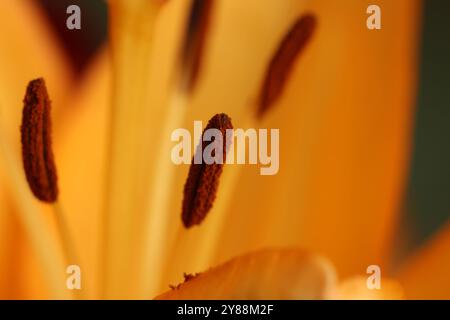 Nahaufnahme eines Anthers einer orangen Taglilienblüte mit verschwommenem Hintergrund Stockfoto