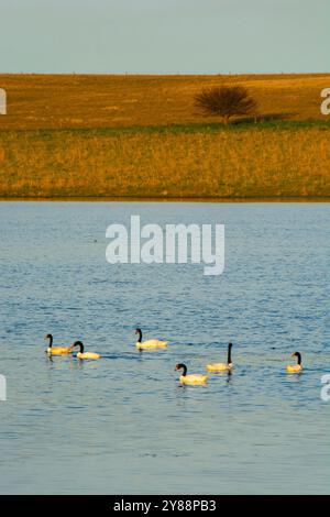 Schwarzhalsschwan schwimmt in einer Lagune, Provinz La Pampa, Patagonien, Argentinien. Stockfoto