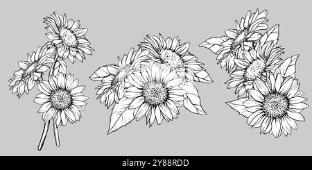 Skizze des Sonnenblumensatzes. Zeichnung von Flower Pen und Tinte. Vektorillustration auf weißem Hintergrund. Botanische Gravur. EPS10 Stock Vektor