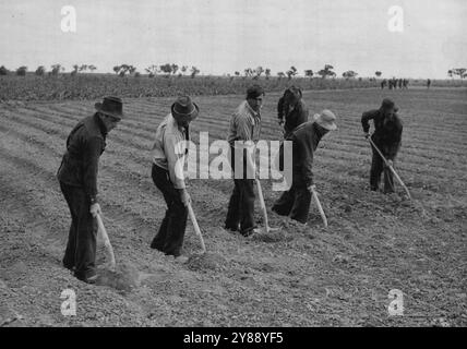 Gefangene-of-war Camp (N.S.W.) - italienische Gefangene, die auf dem Feld arbeiten. November 1942. Stockfoto