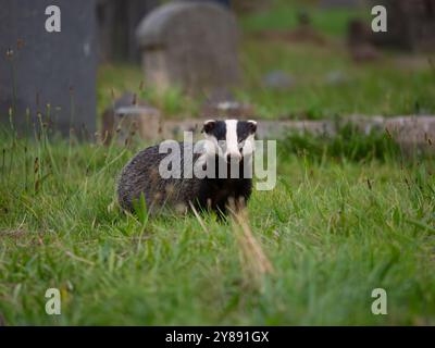 Wild Badger auf der Suche nach Essen [ meles meles ] in der Stadt Bristol, Großbritannien Stockfoto