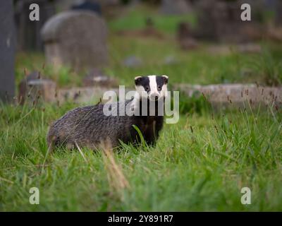 Wild Badger auf der Suche nach Essen [ meles meles ] in der Stadt Bristol, Großbritannien Stockfoto