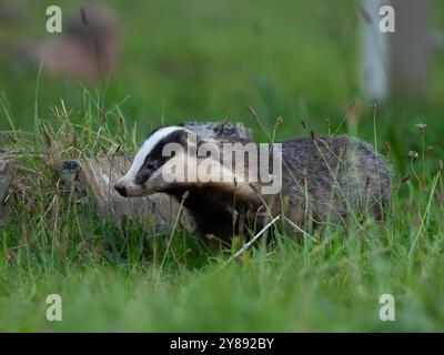 Wild Badger auf der Suche nach Essen [ meles meles ] in der Stadt Bristol, Großbritannien Stockfoto