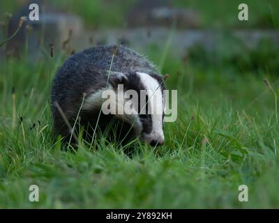 Wild Badger auf der Suche nach Essen [ meles meles ] in der Stadt Bristol, Großbritannien Stockfoto