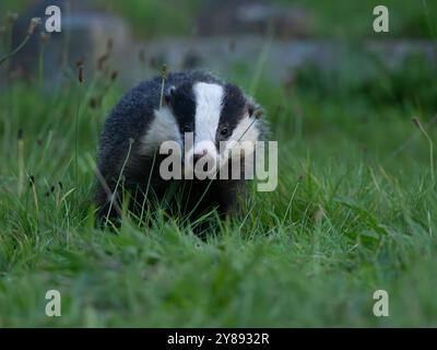 Wild Badger auf der Suche nach Essen [ meles meles ] in der Stadt Bristol, Großbritannien Stockfoto