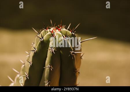 Nahaufnahme grüner Kakteen in einem Garten. Kakteen mit Stacheln, um sich gegen Pflanzenfresser zu verteidigen. Kakteen auf natürlichem Hintergrund im Sonnenlicht. Wüstenpflanze. Stockfoto