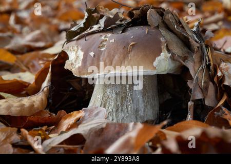 Speisepilz Boletus edulis in den Blättern. Bekannt als King Bolete, Penny Bun, Cep oder Porcini. Wilder Boletenpilz im Buchenwald. Stockfoto