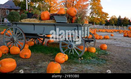 Viele große Kürbisse sitzen auf einem alten Wagen, bereit für Halloween und Herbsternte, Orangeville, Ontario, Kanada. Stockfoto