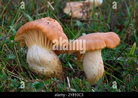 Speisepilz Cuphophyllus pratensis im Gras. Bekannt als Meadow Waxcap, Wiese Waxcap oder Lachswachscap. Wilde orange-gelbe Pilze. Stockfoto