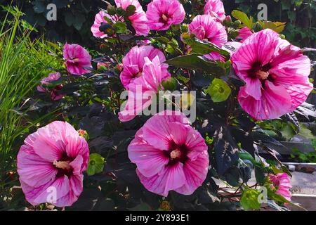 Der Garten war mit den leuchtenden Farben von grünen Blättern und rosa Hibiskusblüten gefüllt, was eine atemberaubende Darstellung der Natur schuf Stockfoto