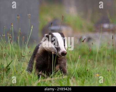 Wild Badger auf der Suche nach Essen [ meles meles ] in der Stadt Bristol, Großbritannien Stockfoto