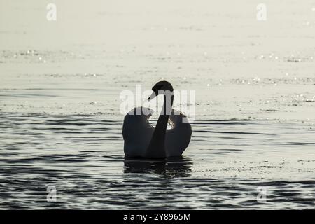 Stummschwan (Cygnus olor), Silhouette, Bagges Daemning, Ringkobing Fjord, Dänemark, Europa Stockfoto