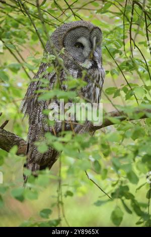 Barrotschuhe (Strix nebulosa), auf einem Ast sitzend, umgeben von grünem Laub und natürlichem Hintergrund, beobachtet die Umgebung, Sommer Stockfoto