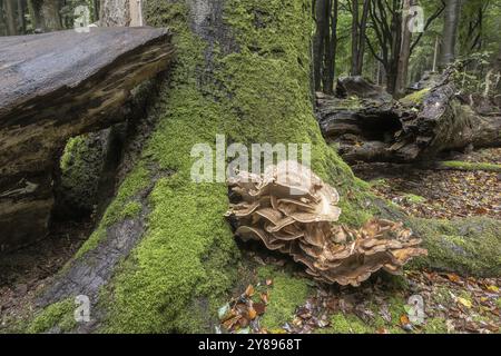 Riesensporen (Meripilus giganteus) im Buchenwald (Fagus sylvatica), Emsland, Niedersachsen, Deutschland, Europa Stockfoto