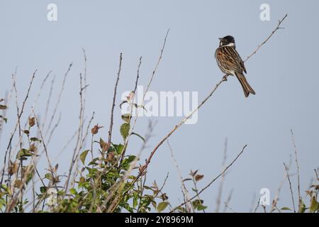 Schilfffahne (Emberiza schoeniclus), männlich sitzend auf einem Ast, Tierporträt, Bagges Daemning, Ringkobing Fjord, Dänemark, Europa Stockfoto