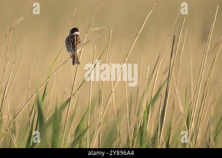 Schilffalz (Emberiza schoeniclus), männlich sitzend auf einem Schilf, Tierporträt, Bagges Daemning, Ringkobing Fjord, Dänemark, Europa Stockfoto