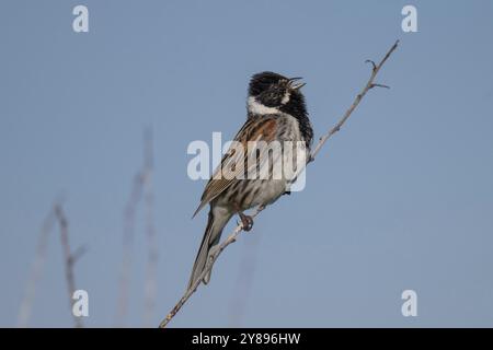 Schilfffahne (Emberiza schoeniclus), Mann sitzt auf einem Zweig und singt, Tierporträt, Bagges Daemning, Ringkobing Fjord, Dänemark, Europa Stockfoto