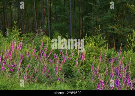 Wald in Mittelgebirgslandschaft im Sommer bei Sonnenuntergang, grüne Pflanzen, Farne und Digitalis, Sommer, Hesselbach, Oberzent, Odenwald, Hes Stockfoto