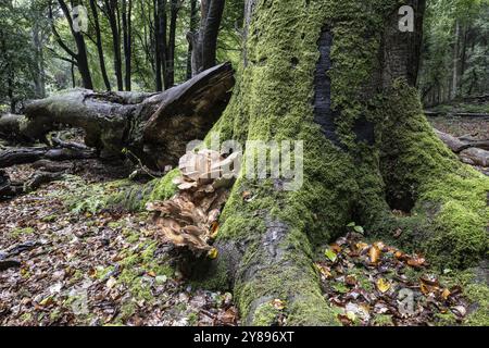 Riesensporen (Meripilus giganteus) im Buchenwald (Fagus sylvatica), Emsland, Niedersachsen, Deutschland, Europa Stockfoto