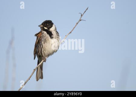 Schilfffahne (Emberiza schoeniclus), männlich sitzend auf einem Ast, Tierporträt, Bagges Daemning, Ringkobing Fjord, Dänemark, Europa Stockfoto