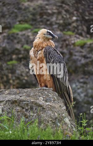 Bartgeier (Gypaetus barbatus), sitzt aufmerksam auf einem großen Felsen in einer natürlichen Umgebung mit Gras und Felsen im Hintergrund, Sommer, Swit Stockfoto