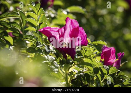 Blüten, Hunderose (Rosa canina), Ringkobing Fjord, Dänemark, Europa Stockfoto