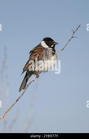 Schilfffahne (Emberiza schoeniclus), männlich sitzend auf einem Ast, Tierporträt, Bagges Daemning, Ringkobing Fjord, Dänemark, Europa Stockfoto