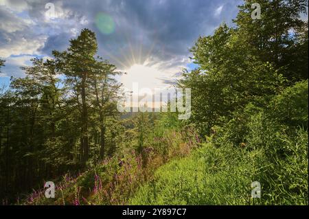 Wald in Mittelgebirgslandschaft im Sommer bei Sonnenuntergang mit Sonnenstrahlen, Grünpflanzen und Digitalis, Sommer, Hesselbach, Oberzent, Odenwa Stockfoto