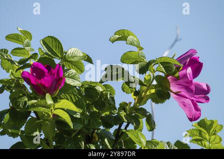 Blüten, Hunderose (Rosa canina), Ringkobing Fjord, Dänemark, Europa Stockfoto