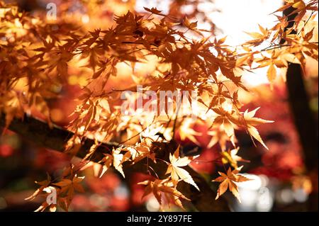 Eine detaillierte Nahaufnahme goldener Herbstblätter, die von Sonnenlicht beleuchtet werden und ein warmes und lebendiges Leuchten vor einem weichen, verschwommenen Hintergrund erzeugen. Stockfoto