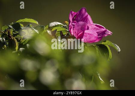Blume, Hunderose (Rosa canina), Ringkobing Fjord, Dänemark, Europa Stockfoto