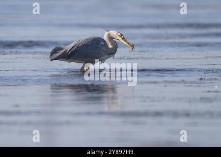 Graureiher (Ardea cinerea) auf der Jagd, Tierporträt, Bagges Daemning, Ringkobing Fjord, Dänemark, Europa Stockfoto
