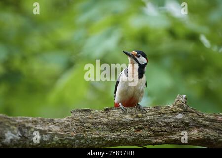 Großer Fleckenspecht (Dendrocopos Major), der auf einem Baumstumpf sitzt und seine Umgebung beobachtet, Sommer, Schweiz, Europa Stockfoto