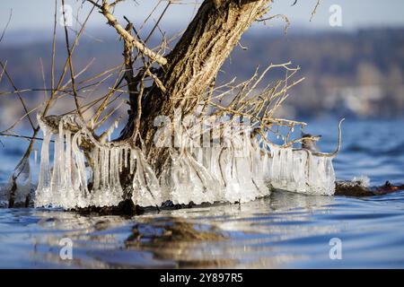 Baum mit hängenden Eiszapfen umgeben vom Wasser eines Sees, ein Winterwunder der Natur, Niederzell, Reichenau, Bodensee, Baden-Württemberg, De Stockfoto