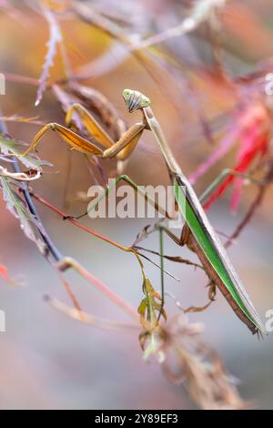 Chinesische Mantis (Tenodera sinensis) - Brevard, North Carolina, USA Stockfoto