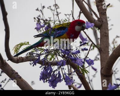 Ein farbenfroher Vogel der östlichen Rosella, der die süßen violetten Blüten eines Jacaranda-Baumes genießt Stockfoto