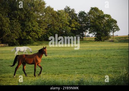 Freie Pferde auf einem großen Weideland in einem Bauernhof im Norden der Niederlande Stockfoto