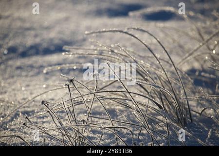 Winterliche Landschaft mit hohem, frostbedecktem Gras, das unter einer Schneedecke ragt und vom Sonnenlicht hervorgehoben wird. Der Schnee selbst ist glatt, glitzert Stockfoto