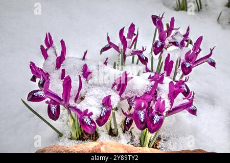 Netzblende, die im Februar aus einem späten Winterschnee auftaucht. Stockfoto