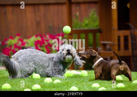 Ein Hurle und ein Dackel spielen Fang im Hinterhof ihres Hauses. Stockfoto